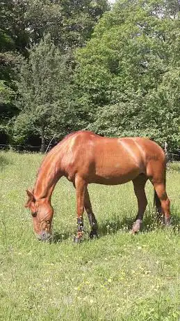 Centre Equestre Perche Réno