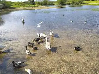 La flaque aux oies