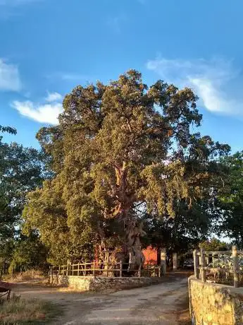 Photo de Alcornoque milenario de Santiorxo