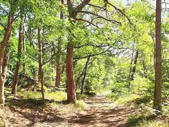 Photo de Auprès de mon arbre