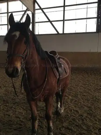 Centre Equestre d'Ependes