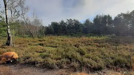 Fox Hills
