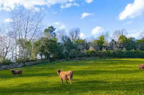 Photo de Highland Cattle Park