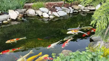 Leman Aquatique