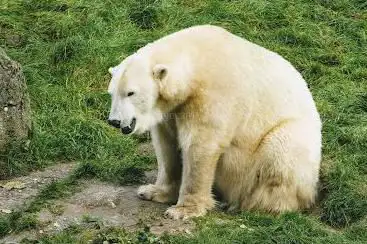 Eisbärengehege