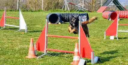 Photo de Club Canin DOLE