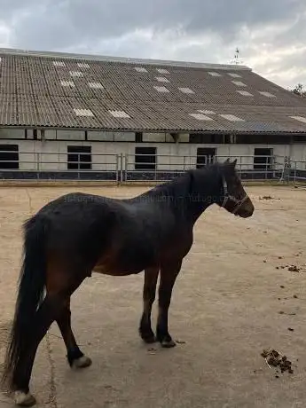 Ponyhof Zintzen