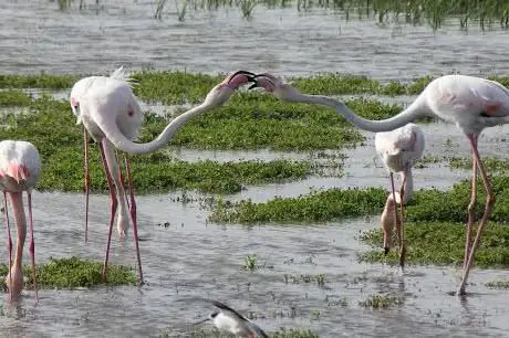 Photo de Mirador de observación de aves