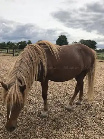 Photo de The Pony Ranch