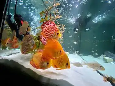 Photo de TANK - Aquarium design, installation & maintenance.