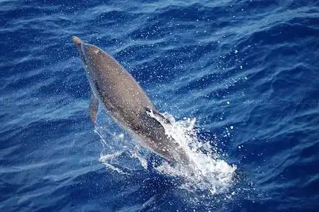 Photo de Pelagos