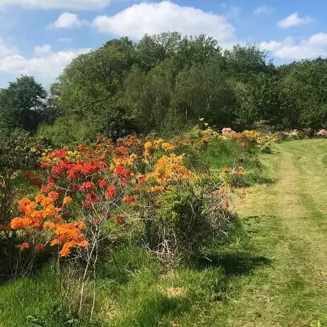 Collection of Deciduous Azaleas