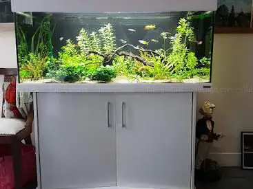 Photo de Greg Aqua Services création, location et entretien des aquariums, de bassins extérieurs et d'étangs en Gironde