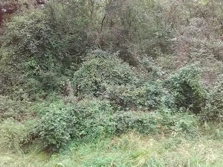 Photo de Ornithologischer Verein Buchs-Werdenberg
