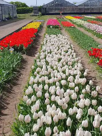Champs de tulipes