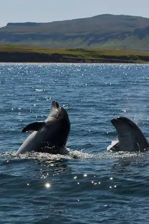 Photo de Mull Charters
