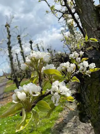 Startpunt Perenboomgaardwandeling