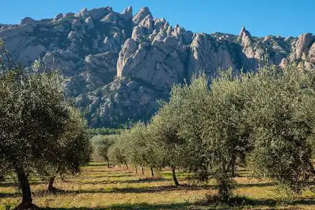 Photo de Parc Rural del Montserrat