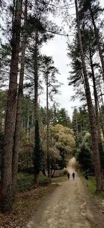 Foresta di Fiorentini