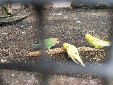 Photo de Bournemouth Aviary