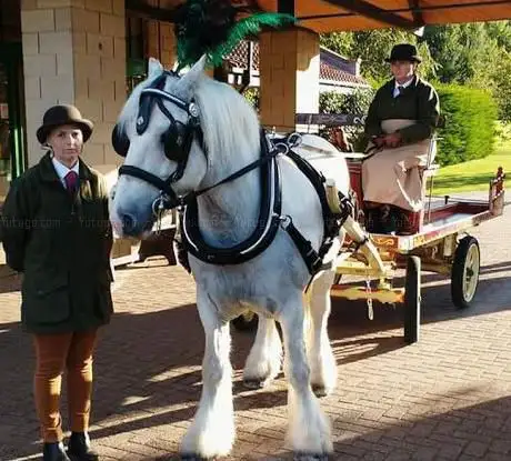 Photo de Snailriver Horse Drawn Carriage Co
