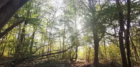 Bois de Ciply