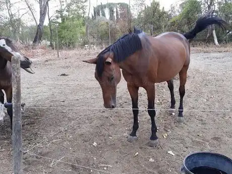 Centro Ippico Hakuna Matata