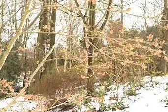 Jardin Le Vasterival (ouvert toute l'année sur rendez-vous) (open all year upon request)