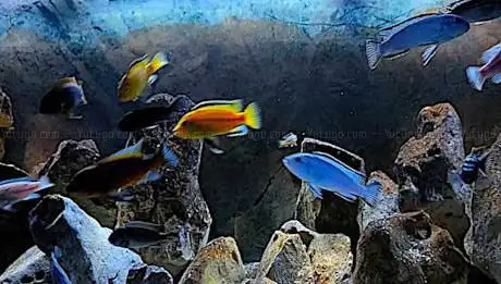 Photo de Cichlidream Ciclidi i Pesci Per Acquario