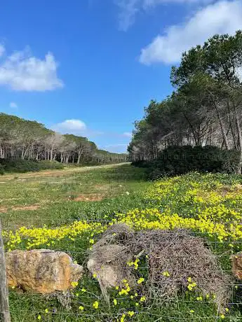 Pineta Arenosu