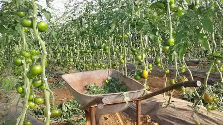 Sulcis Agricola Soc. Coop.