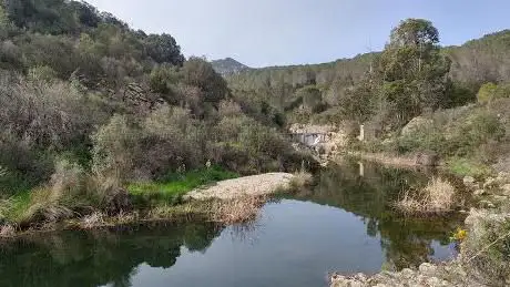 Foresta Demaniale di Su Filigosu