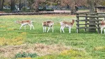 Photo de Parc aux Daims