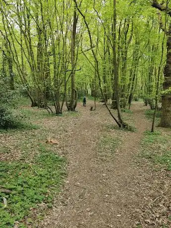 Photo de Hockley Woods