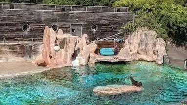 La baie des lions de mer (Otaries)