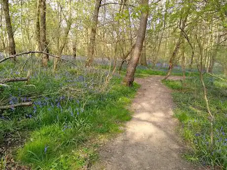 Photo de Linslade Woods