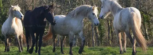 Photo de Les Crinières De L'ouest