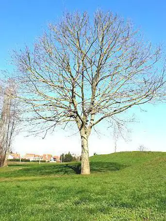 La coulée verte