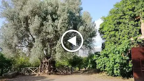 Photo de Patriarca della favorita