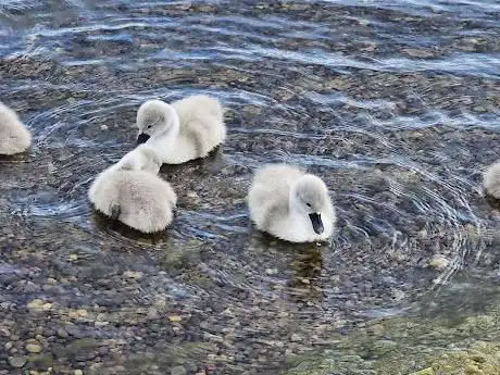 Photo de Helix Park Pond