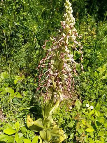 Photo de Orchideenparadies Naturschutzgebiet