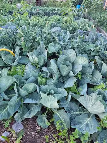 Hucker Road Allotments