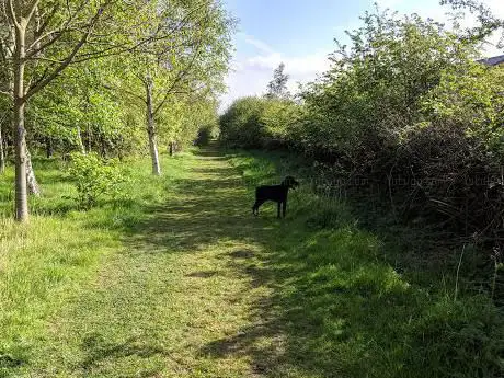 Photo de Maelor's Wood