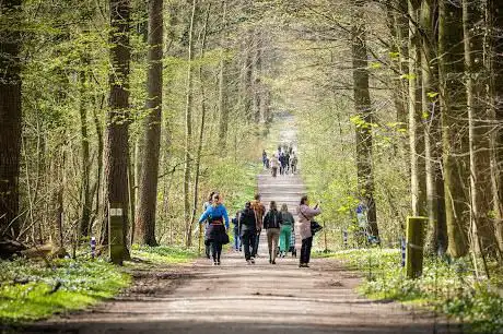 Bloemenpad Hallerbos
