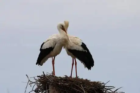 Réserve naturelle de cigognes