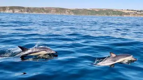 Mevagissey Sea Safaris