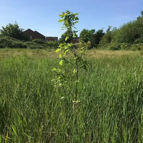 Duesbury Nature Reserve