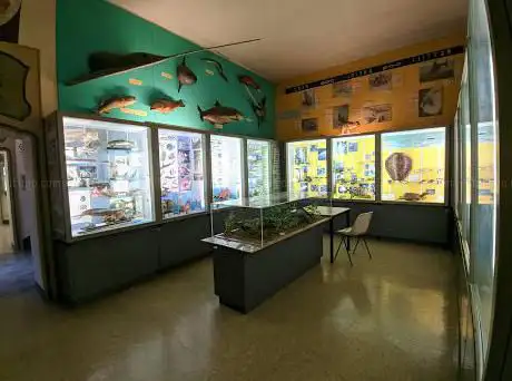 Museo Civico Craveri di Storia Naturale
