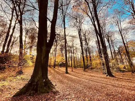Photo de Carpenter's Wood