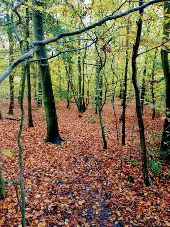 Photo de Hertford Heath Nature Reserve